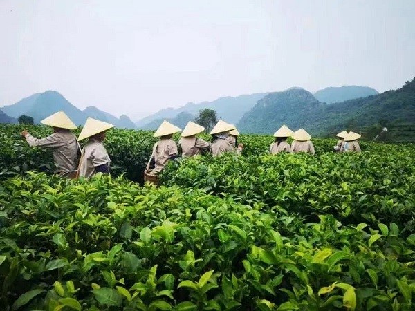 1683881686126071657.jpg Tea farmers pick tea in the tea plantation..jpg