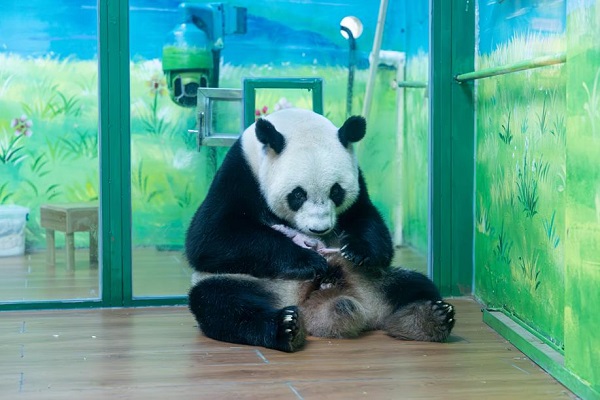 1719973955692082899.jpeg 熊猫3.jpeg