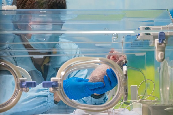 1719974054081000165.jpeg 熊猫4.jpeg