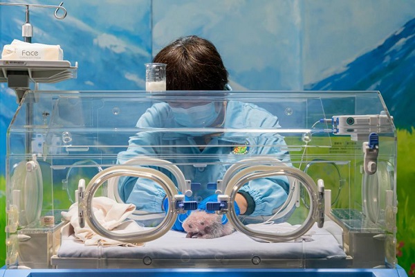 1719975689440047707.jpeg 熊猫5.jpeg