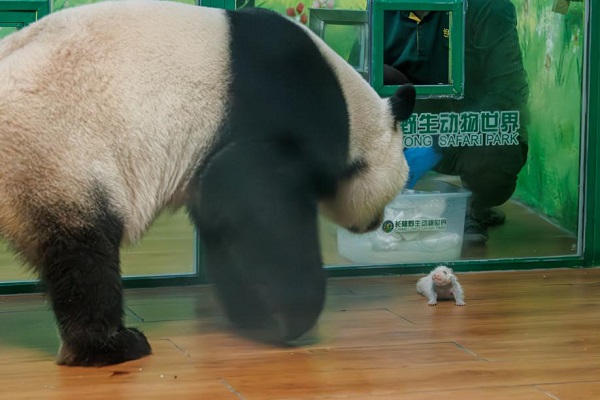 1719973534164020151.jpeg 熊猫2.jpeg