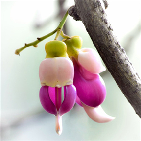 Dream birdwood flower festival held in Guangzhou