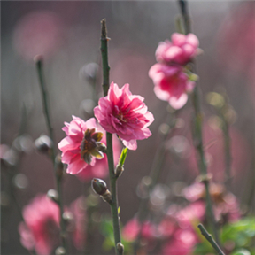 Peach blossom comes into full bloom