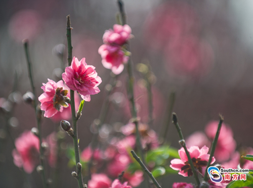 1485164631654027096.jpg 8.jpg