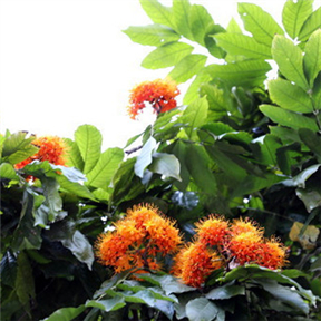 Ashoka trees blossom across Guangzhou