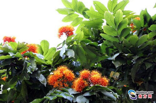 1491385275442037582.jpg flame1_副本.jpg