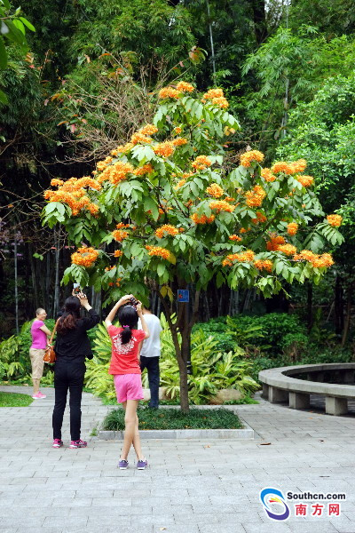 1491385173083040321.jpg flame2_副本.jpg