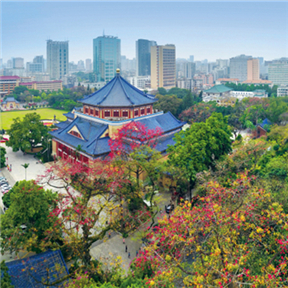 Ancient kapok's eternal blooms