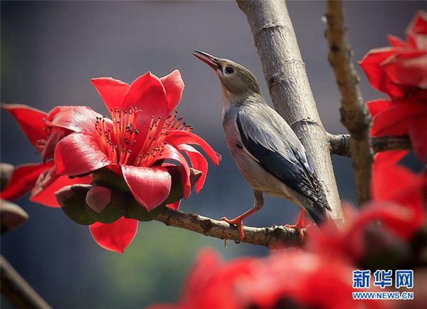 1492043854421014201.jpg 01-木棉_2.jpg