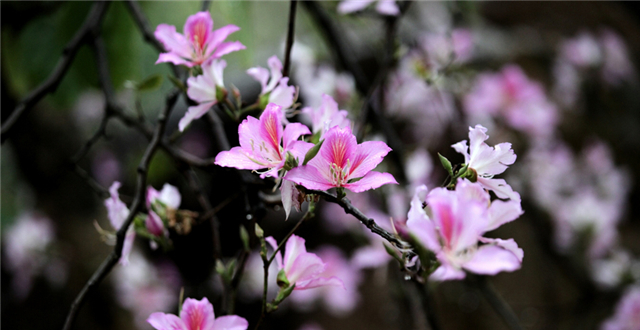 Bauhinia flowers