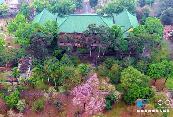 1492044005921005702.jpg 华南农大紫荆花_副本.jpg