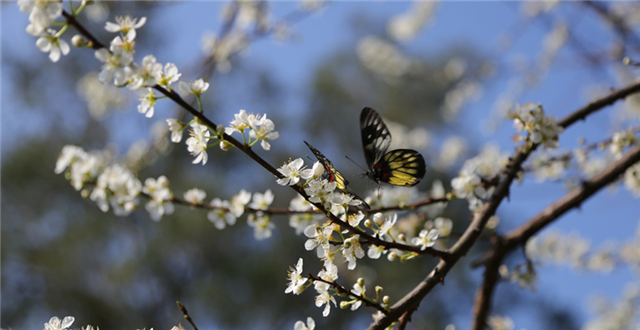 Peach flowers