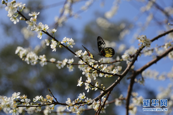 1492055154398049397.jpg 03-桃花-2.jpg