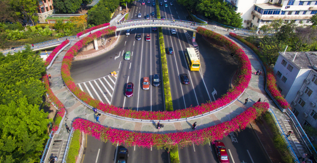 Bougainvillea flowers