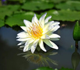 Water lilies bloom at Lianhua Mountain