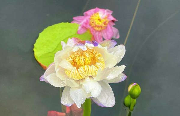 A rare twin lotus blooms in Guangzhou