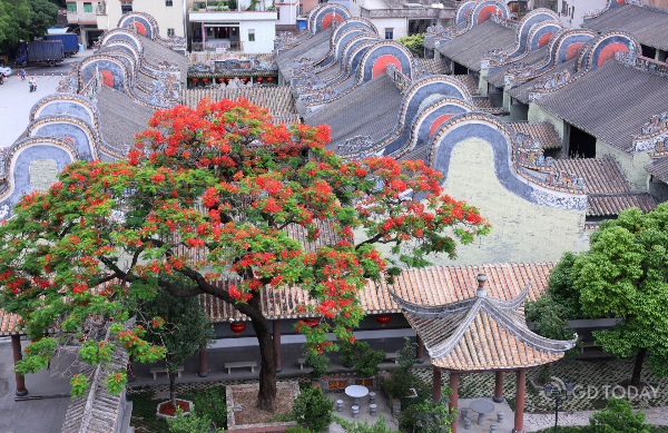 Phoenix trees bloom at Guangzhou's historic sites
