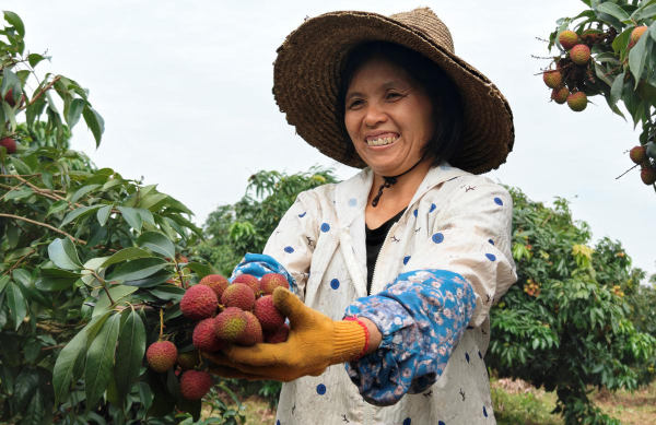 Guangdong launches fast-track lychee distribution system