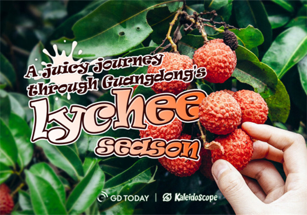 A juicy journey through Guangdong's lychee season