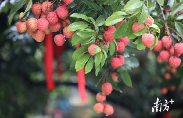 Guangzhou targets 200% surge in lychee exports this year