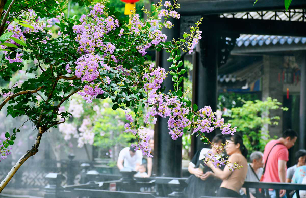 Lingnan garden hosts summer wisteria festival