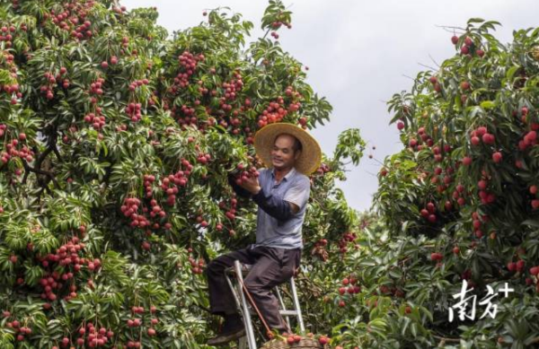 Guangzhou's lychee exports surge by 17.6% in first half of 2025