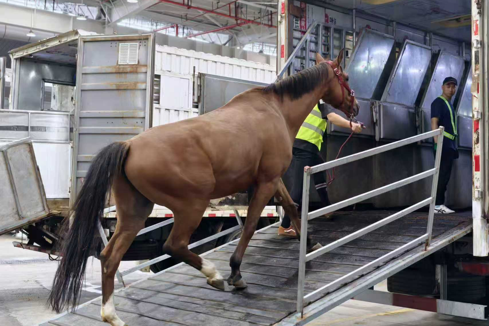 Guangzhou Baiyun Int'l Airport welcomes 18 horses in landmark live animal shipment