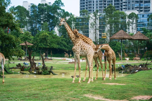 Celebrate Golden Week in Guangzhou: A festive, active, and refreshing holiday awaits