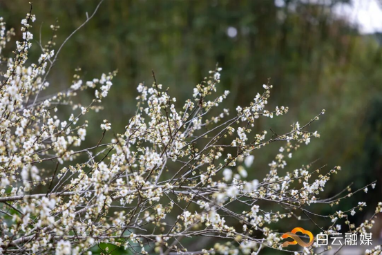 图/广州白云发布