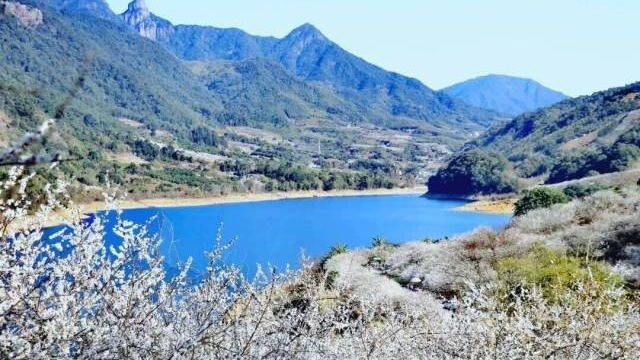 Guangzhou's premier plum blossom spots reach peak bloom