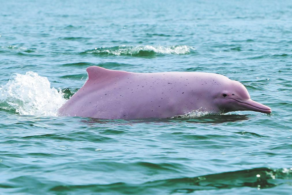 BBC documentary captures Guangdong's wild side