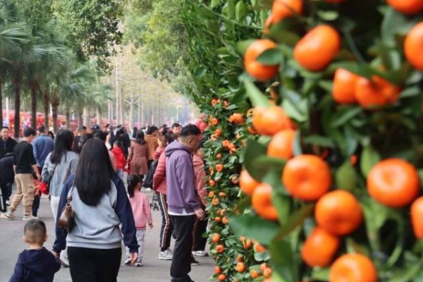 Guangzhou's 2026 Spring Festival flower markets guide
