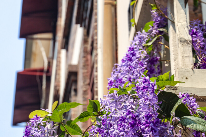 Explore springtime splendor at this century-old neighborhood in Guangzhou