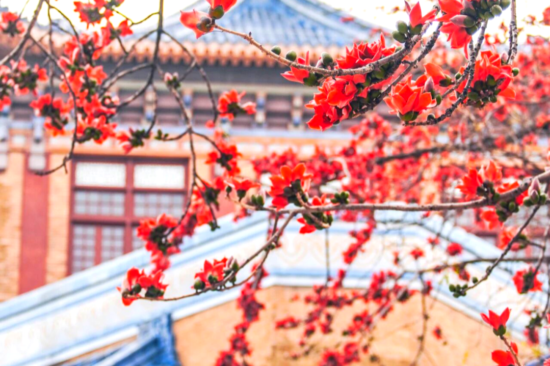 Not Seoul, but Guangzhou: A city of flowers in full spring