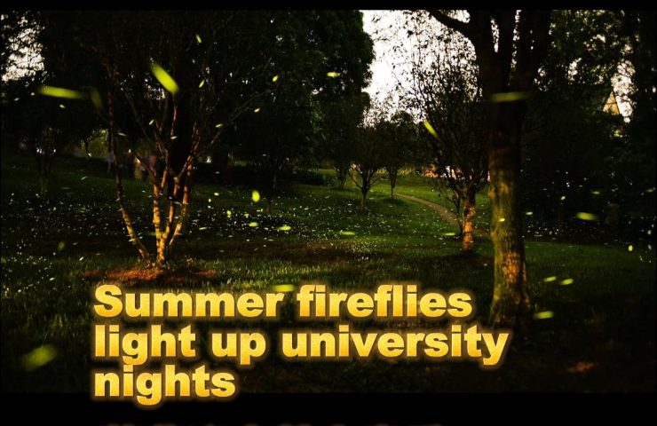 Summer fireflies light up university nights