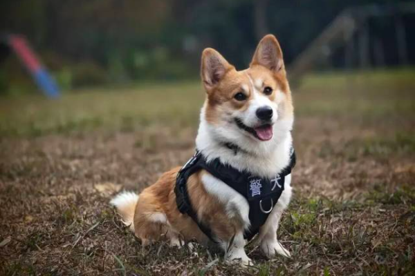 Short-legged corgi serves as professional police dog