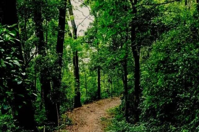 Explore Baiyun Mountain along Guangzhou's first forest wellness trail