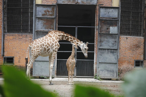 Guangzhou Zoo welcomes newborn giraffe after dramatic 55-hour rescue