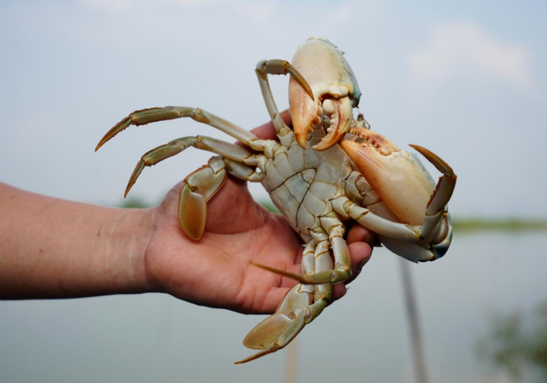 Taste Nansha seafood this Mid-Autumn Festival